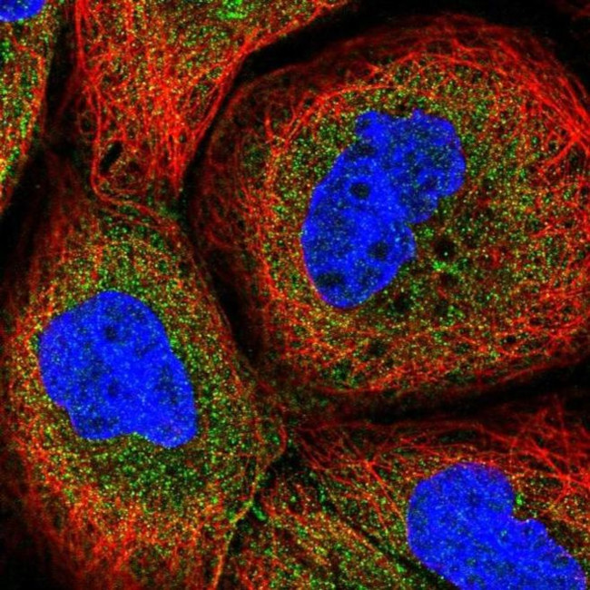 CPTP Antibody in Immunocytochemistry (ICC/IF)