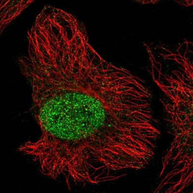 ZN692 Antibody in Immunocytochemistry (ICC/IF)