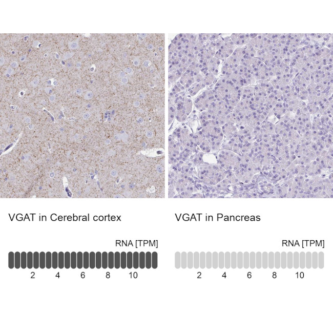 VGAT Antibody