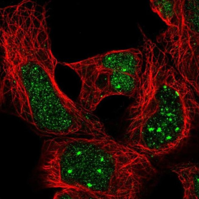 HOXA4 Antibody in Immunocytochemistry (ICC/IF)