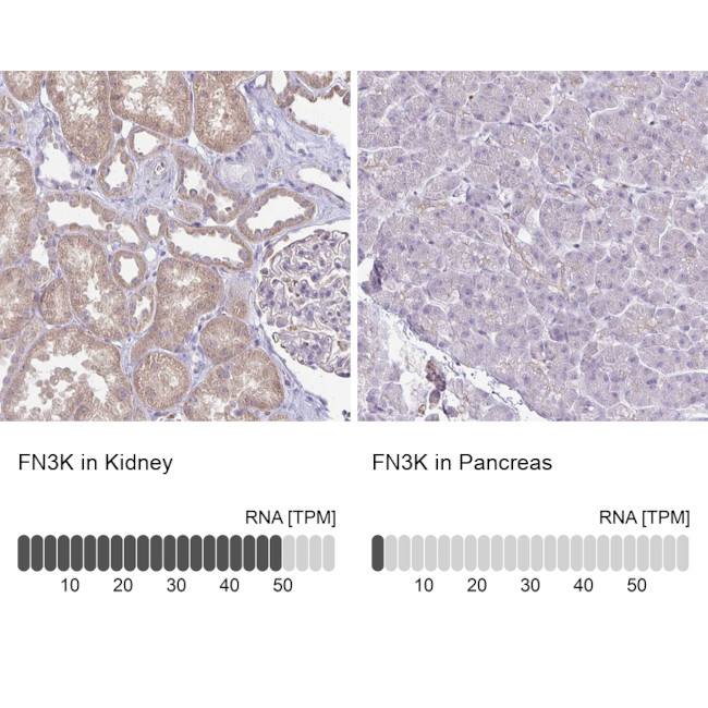 FN3K Antibody