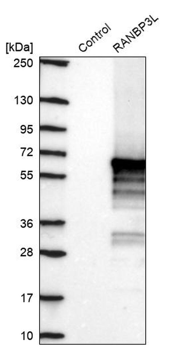 RANBP3L Antibody in Western Blot (WB)