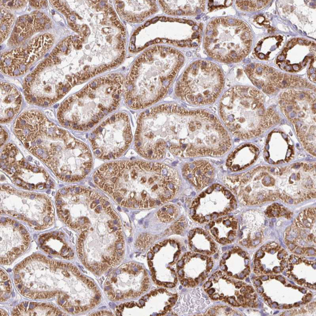 4E-BP2 Antibody in Immunohistochemistry (IHC)