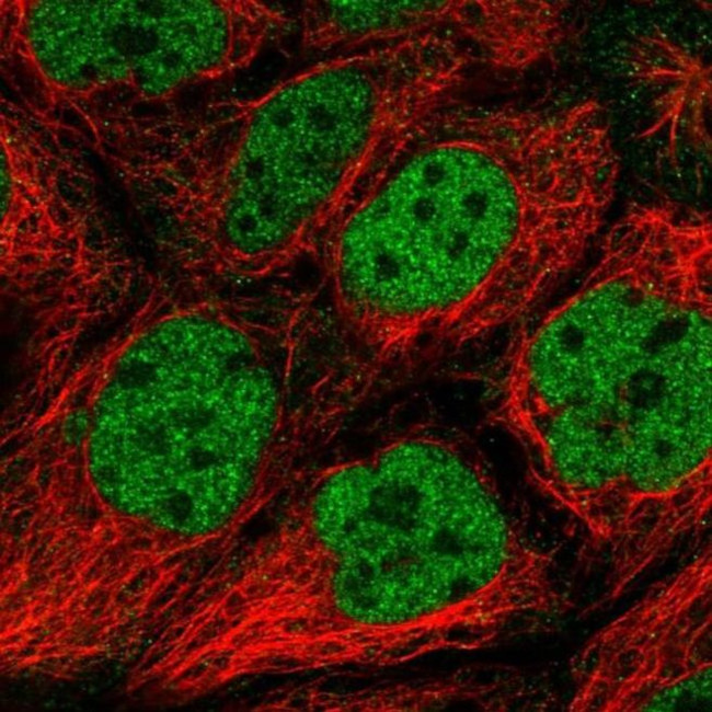 IWS1 Antibody in Immunocytochemistry (ICC/IF)