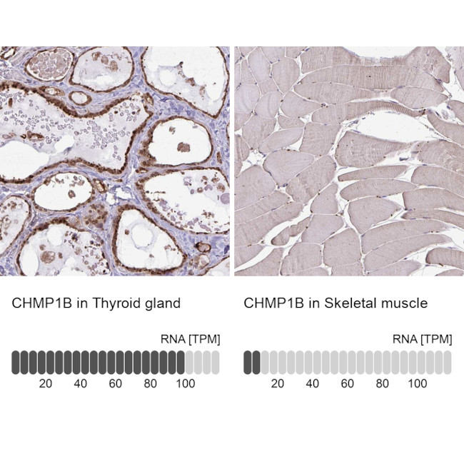 CHMP1B Antibody