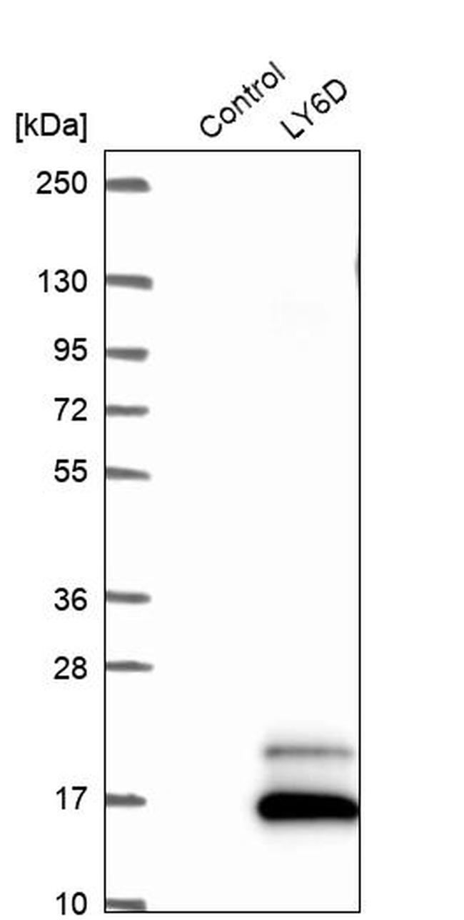 LY6D Antibody in Western Blot (WB)