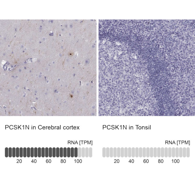 PCSK1N Antibody