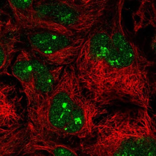 Importin 11 Antibody in Immunocytochemistry (ICC/IF)