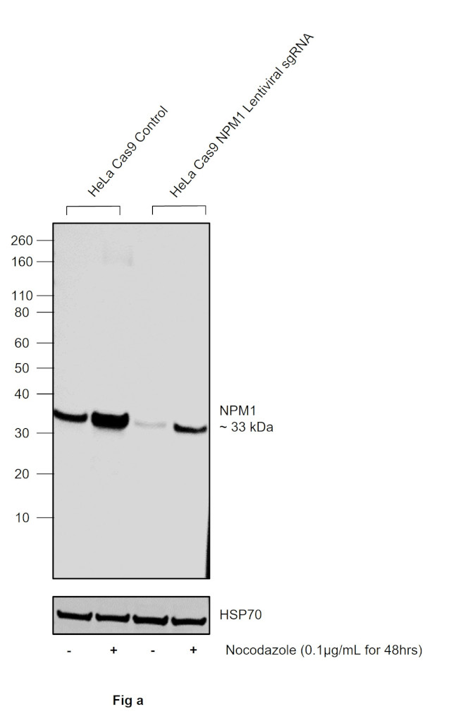 Phospho-NPM1 (Ser70) Antibody in Western Blot (WB)