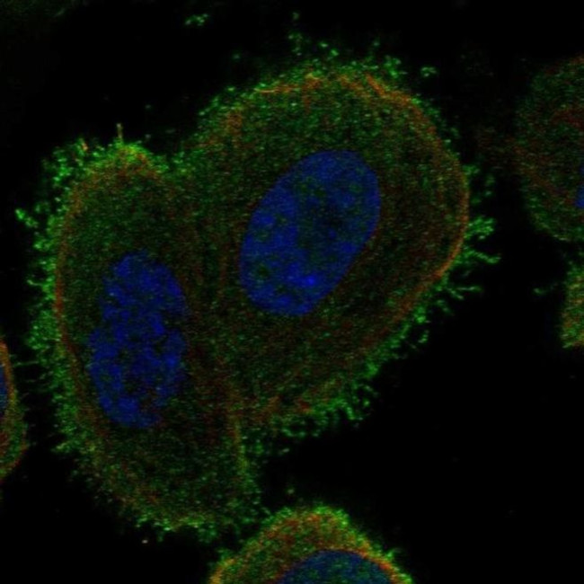 C14orf37 Antibody in Immunocytochemistry (ICC/IF)