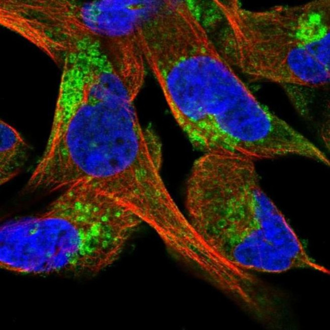 CLC-5 Antibody in Immunocytochemistry (ICC/IF)