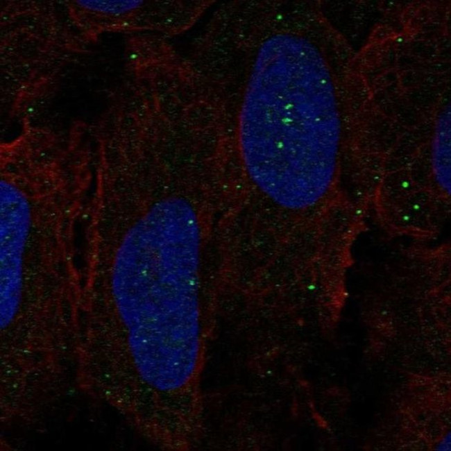 GPR137C Antibody in Immunocytochemistry (ICC/IF)