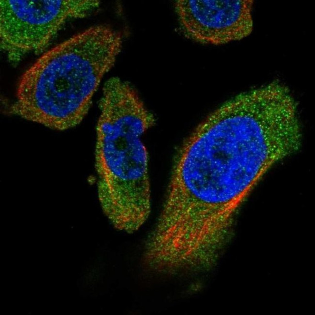 PANK4 Antibody in Immunocytochemistry (ICC/IF)