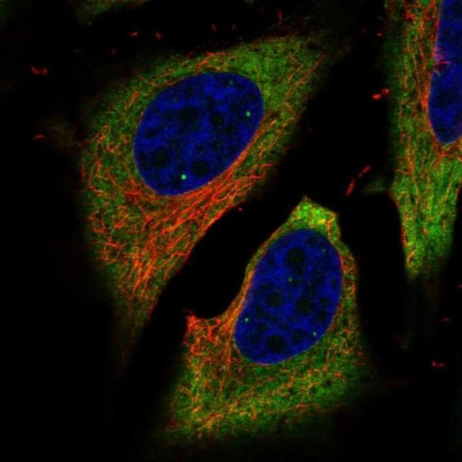 FAM134B Antibody in Immunocytochemistry (ICC/IF)