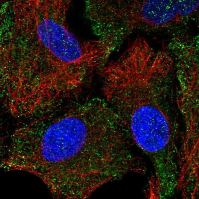 HTR1B Antibody in Immunocytochemistry (ICC/IF)