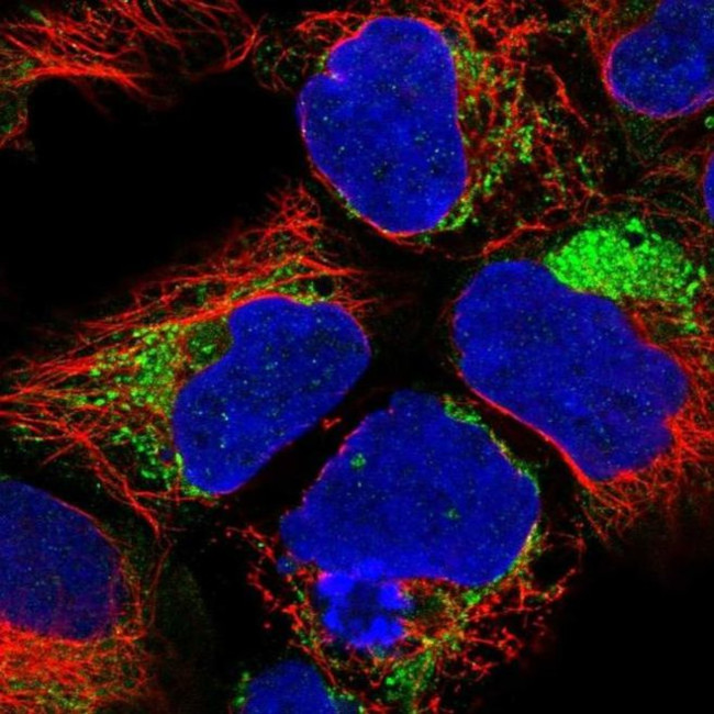 NDUFA1 Antibody in Immunocytochemistry (ICC/IF)