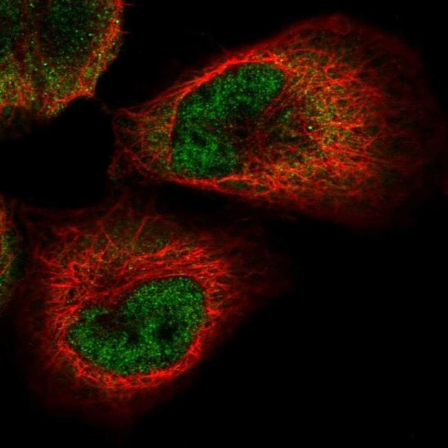 PACT Antibody in Immunocytochemistry (ICC/IF)