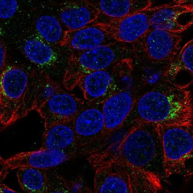 MALRD1 Antibody in Immunocytochemistry (ICC/IF)