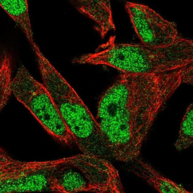 POLN Antibody in Immunocytochemistry (ICC/IF)