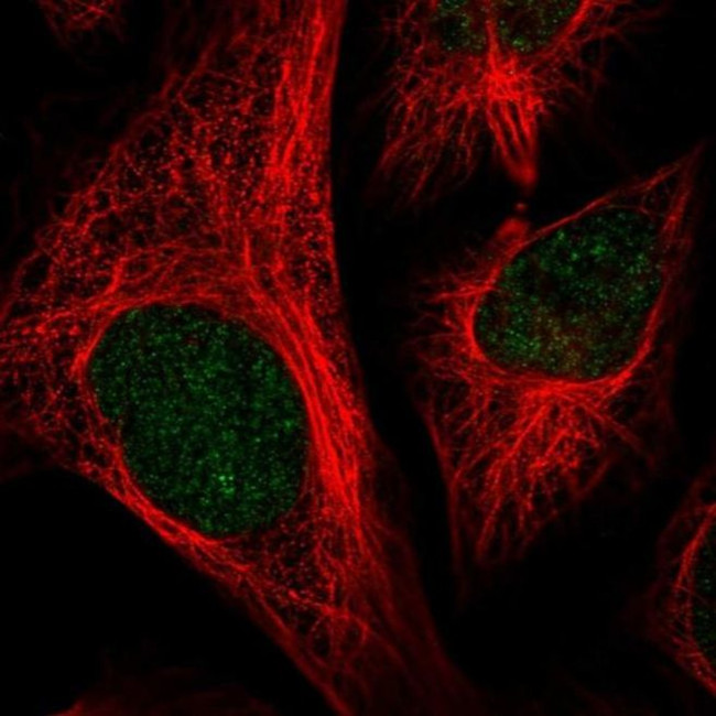 CCDC147 Antibody in Immunocytochemistry (ICC/IF)