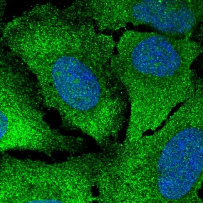 CaMKII gamma Antibody in Immunocytochemistry (ICC/IF)