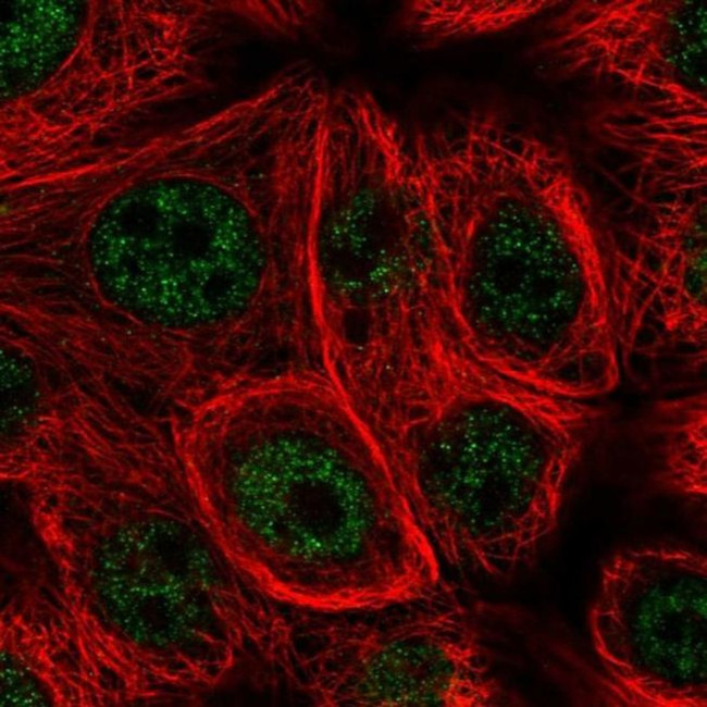 MSRB1 Antibody in Immunocytochemistry (ICC/IF)