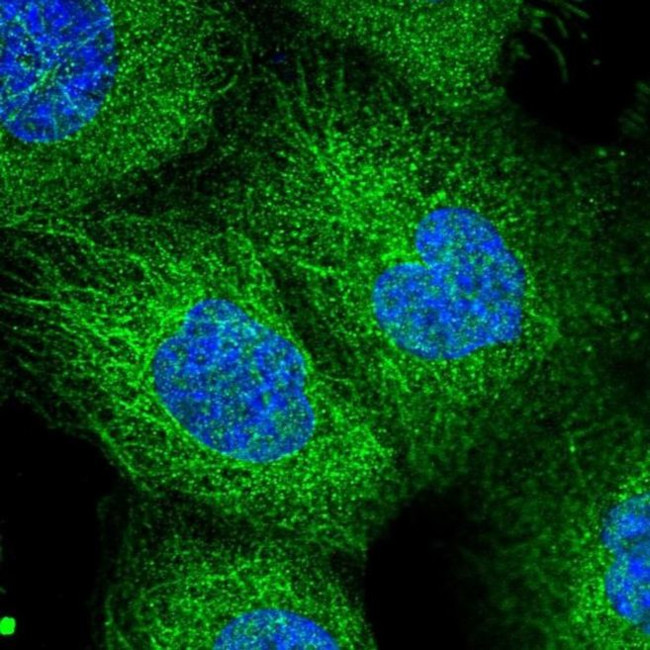 EXOC1 Antibody in Immunocytochemistry (ICC/IF)