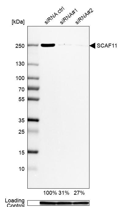 SCAF11 Antibody