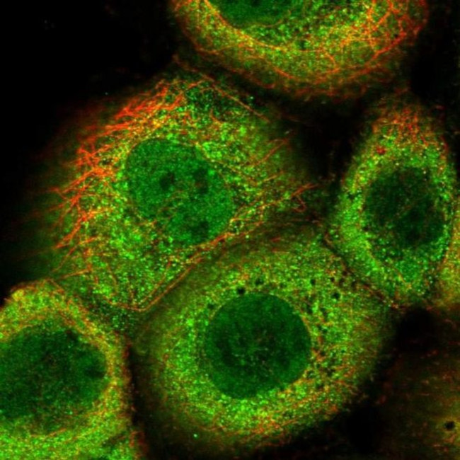 OAS2 Antibody in Immunocytochemistry (ICC/IF)