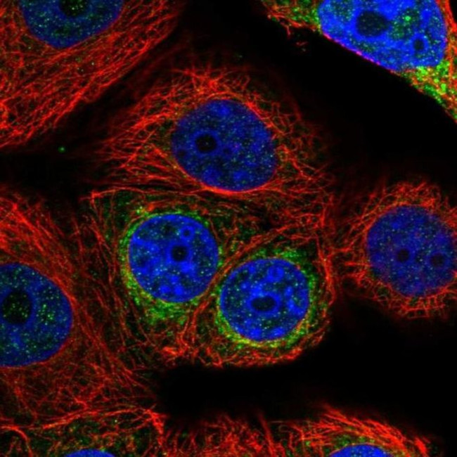 GMPS Antibody in Immunocytochemistry (ICC/IF)