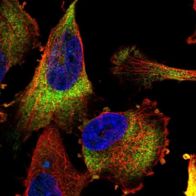 MTAP Antibody in Immunocytochemistry (ICC/IF)