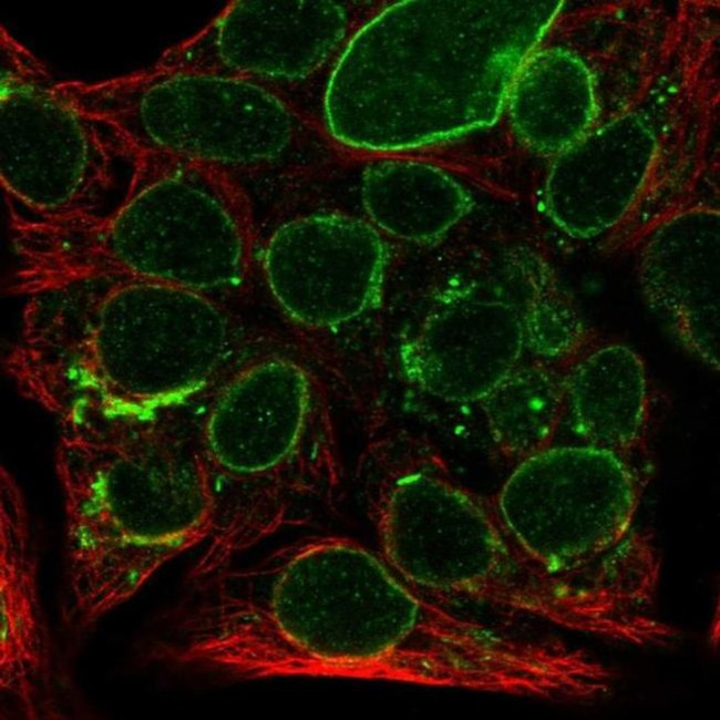 SEC11A Antibody in Immunocytochemistry (ICC/IF)