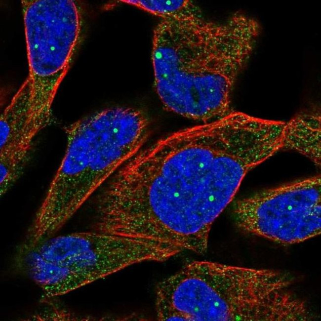 TPP2 Antibody in Immunocytochemistry (ICC/IF)