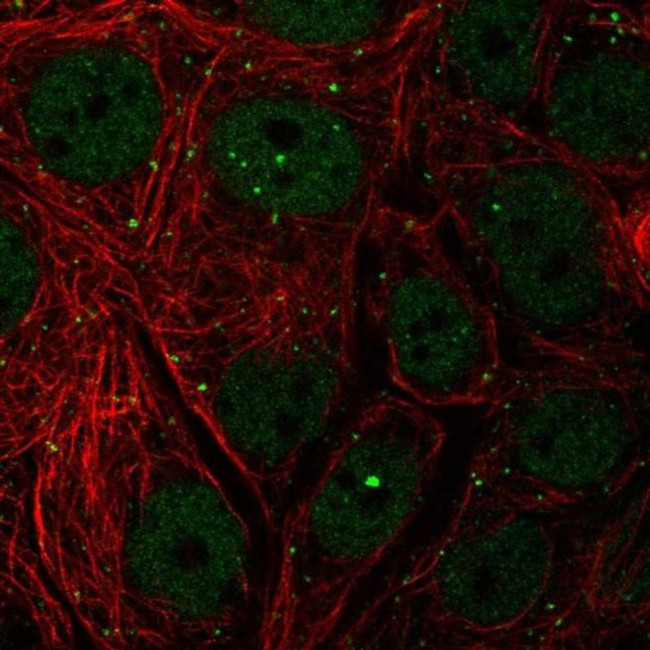 TH1L Antibody in Immunocytochemistry (ICC/IF)