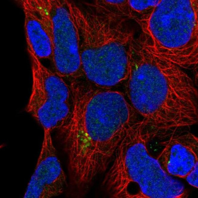 C9orf85 Antibody in Immunocytochemistry (ICC/IF)