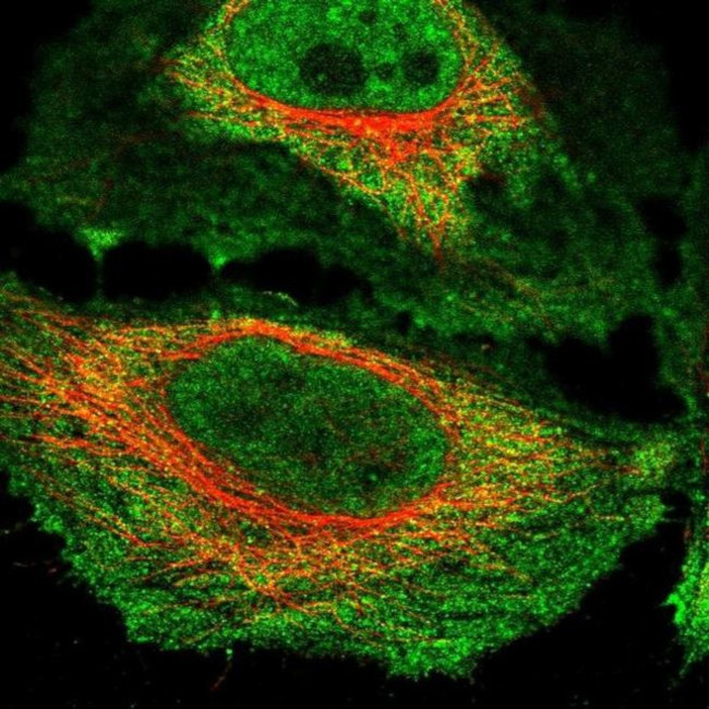 NKTR Antibody in Immunocytochemistry (ICC/IF)