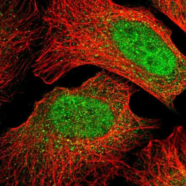 MIOS Antibody in Immunocytochemistry (ICC/IF)