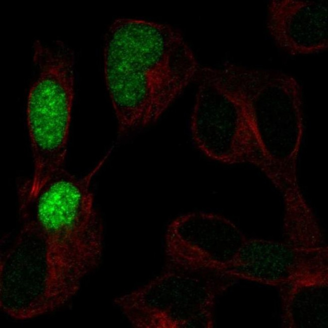 POU3F3 Antibody in Immunocytochemistry (ICC/IF)