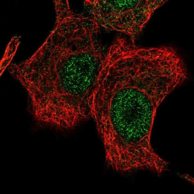 LONRF2 Antibody in Immunocytochemistry (ICC/IF)