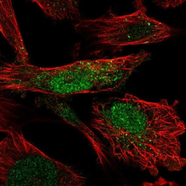 FAM178A Antibody in Immunocytochemistry (ICC/IF)