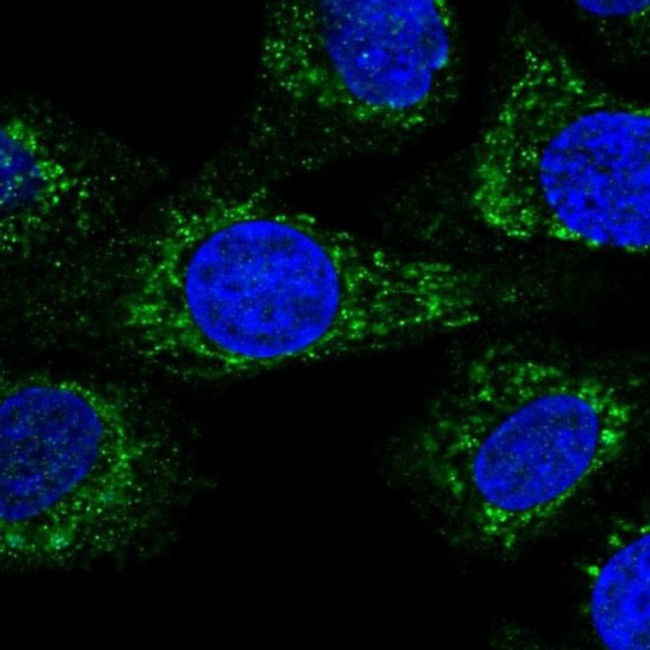 KCTD18 Antibody in Immunocytochemistry (ICC/IF)