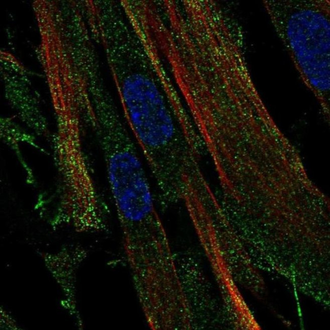 OR2C3 Antibody in Immunocytochemistry (ICC/IF)