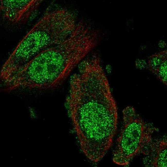 NFX1 Antibody in Immunocytochemistry (ICC/IF)