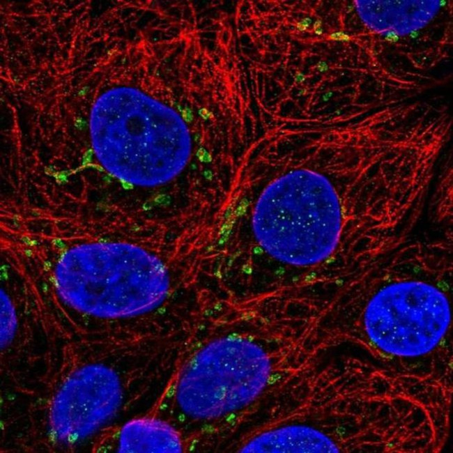 Cyclin I Antibody in Immunocytochemistry (ICC/IF)