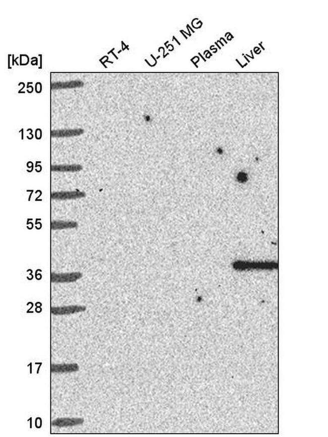 Cyclin I Antibody in Western Blot (WB)