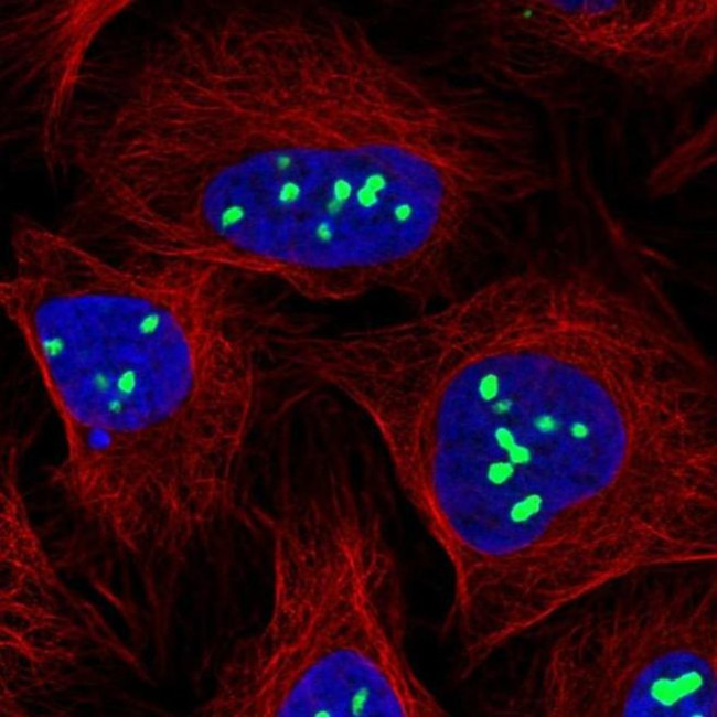 TPGS2 Antibody in Immunocytochemistry (ICC/IF)