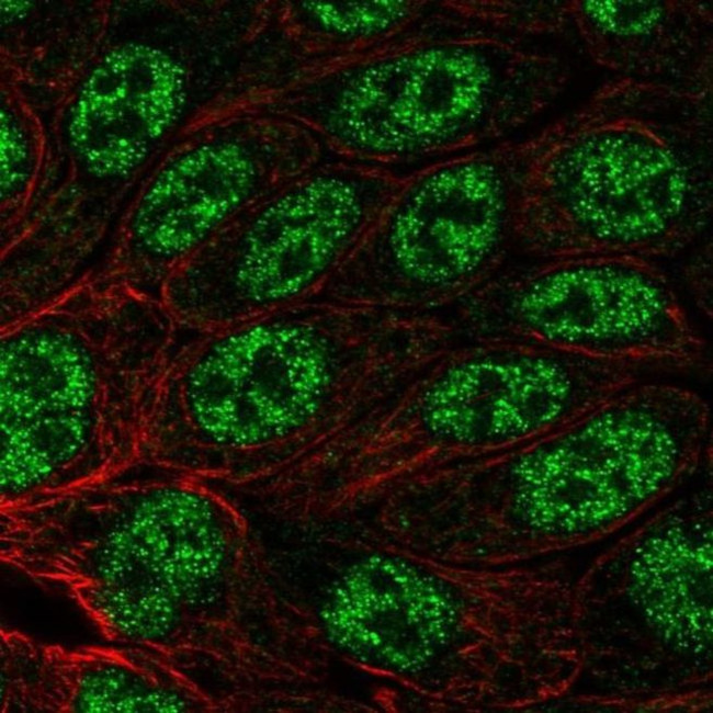 MYH14 Antibody in Immunocytochemistry (ICC/IF)