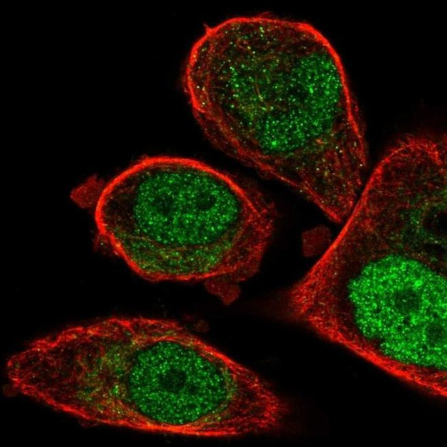 FCHO1 Antibody in Immunocytochemistry (ICC/IF)