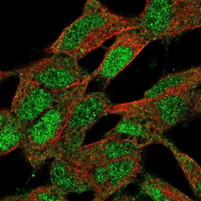 ZNF9 Antibody in Immunocytochemistry (ICC/IF)