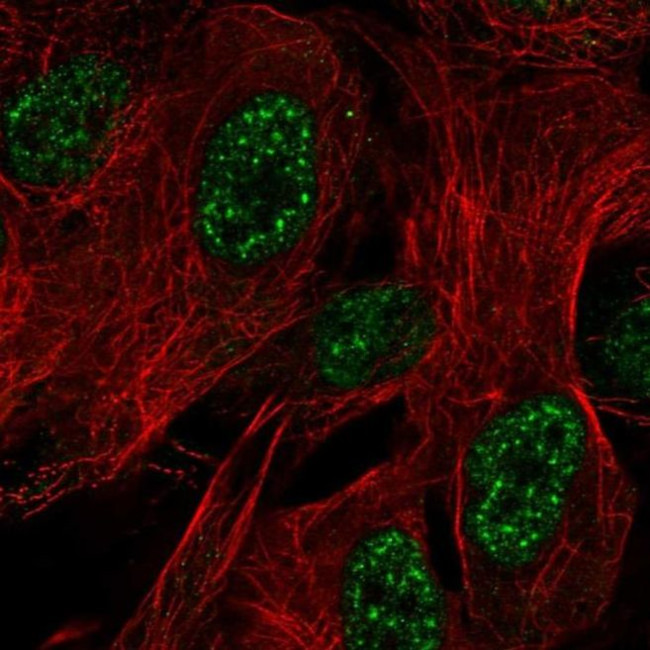 ZNF441 Antibody in Immunocytochemistry (ICC/IF)